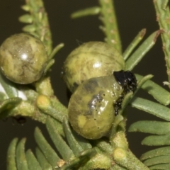 Calomela sp. (genus) at Bruce Ridge to Gossan Hill - 30 Oct 2023 01:34 PM