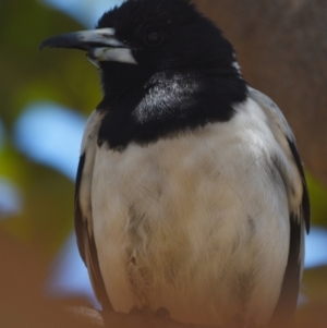 Cracticus nigrogularis at Wellington Point, QLD - 9 Nov 2023