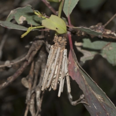 Psychidae (family) IMMATURE (Unidentified case moth or bagworm) at Bruce, ACT - 30 Oct 2023 by AlisonMilton