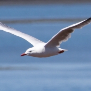 Chroicocephalus novaehollandiae at Wellington Point, QLD - 9 Nov 2023