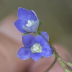Wahlenbergia sp. (Bluebell) at Bruce, ACT - 30 Oct 2023 by AlisonMilton