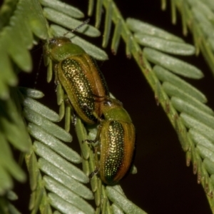 Calomela parilis at Bruce Ridge to Gossan Hill - 30 Oct 2023 01:26 PM