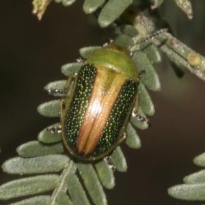 Calomela parilis at Bruce Ridge to Gossan Hill - 30 Oct 2023 01:26 PM