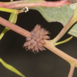 Paropsis atomaria at Bruce Ridge to Gossan Hill - 30 Oct 2023