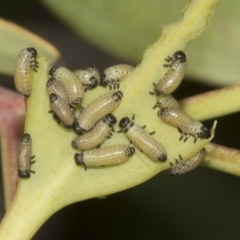 Paropsis atomaria at Bruce Ridge to Gossan Hill - 30 Oct 2023