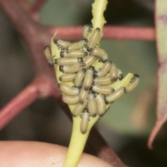 Paropsis atomaria at Bruce Ridge to Gossan Hill - 30 Oct 2023 02:30 PM