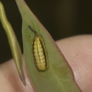 Gonipterus scutellatus at Bruce Ridge to Gossan Hill - 30 Oct 2023