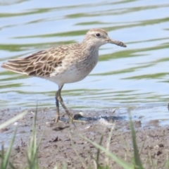 Calidris acuminata (Sharp-tailed Sandpiper) at Jerrabomberra Wetlands - 11 Nov 2023 by BenW