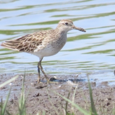 Calidris acuminata (Sharp-tailed Sandpiper) at Jerrabomberra Wetlands - 11 Nov 2023 by BenW