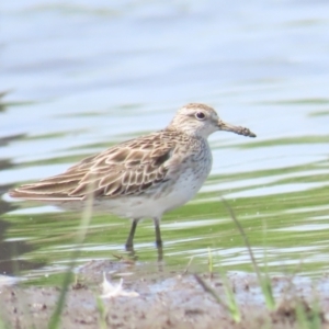 Calidris acuminata at Jerrabomberra Wetlands - 11 Nov 2023