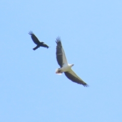 Haliaeetus leucogaster at Jerrabomberra Wetlands - 11 Nov 2023