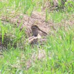 Gallinago hardwickii (Latham's Snipe) at Fyshwick, ACT - 11 Nov 2023 by BenW