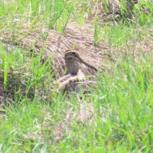 Gallinago hardwickii at Jerrabomberra Wetlands - 11 Nov 2023