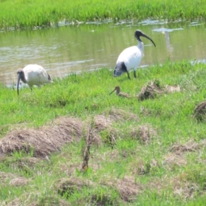 Gallinago hardwickii at Jerrabomberra Wetlands - 11 Nov 2023