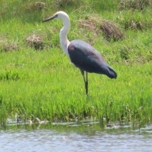 Ardea pacifica at Jerrabomberra Wetlands - 11 Nov 2023