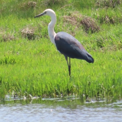 Ardea pacifica (White-necked Heron) at Fyshwick, ACT - 11 Nov 2023 by BenW