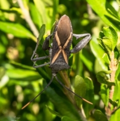 Mictis profana (Crusader Bug) at Macgregor, ACT - 11 Nov 2023 by Roger