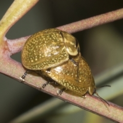 Paropsisterna cloelia (Eucalyptus variegated beetle) at Bruce, ACT - 30 Oct 2023 by AlisonMilton