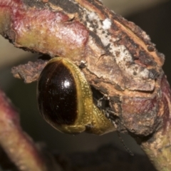 Paropsisterna cloelia at Bruce Ridge to Gossan Hill - 30 Oct 2023