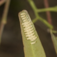 Paropsisterna cloelia at Bruce Ridge to Gossan Hill - 30 Oct 2023