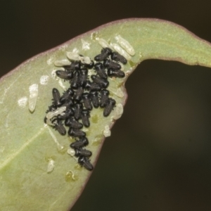 Paropsisterna cloelia at Bruce Ridge to Gossan Hill - 30 Oct 2023
