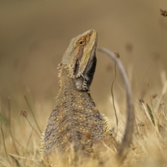 Pogona barbata (Eastern Bearded Dragon) at Mount Majura - 9 Nov 2023 by trevsci