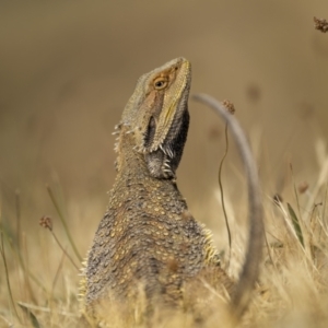 Pogona barbata at Mount Majura - suppressed