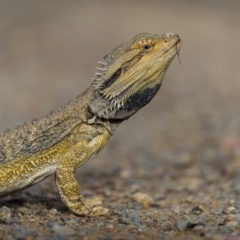 Pogona barbata at Mount Majura - suppressed