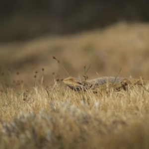 Pogona barbata at Mount Majura - suppressed