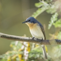 Myiagra rubecula (Leaden Flycatcher) at Mount Ainslie - 9 Nov 2023 by trevsci