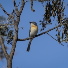 Myiagra rubecula at Mount Ainslie - 9 Nov 2023 04:13 PM