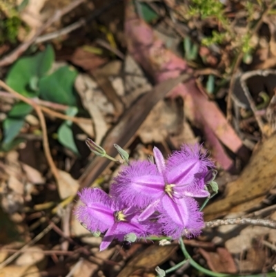 Thysanotus tuberosus (Common Fringe-lily) at Rosewood, NSW - 10 Nov 2023 by Darcy