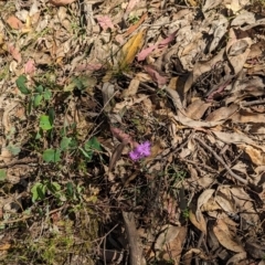 Thysanotus tuberosus at Rosewood, NSW - suppressed