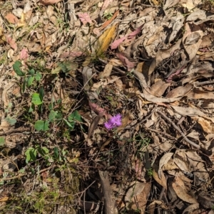 Thysanotus tuberosus at Rosewood, NSW - suppressed