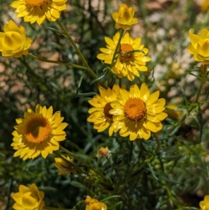 Xerochrysum viscosum at Carabost, NSW - 10 Nov 2023