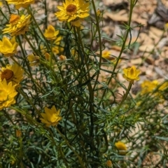 Xerochrysum viscosum at Carabost, NSW - suppressed