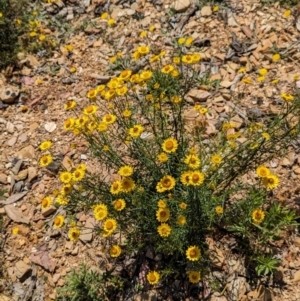 Xerochrysum viscosum at Carabost, NSW - 10 Nov 2023