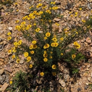 Xerochrysum viscosum at Carabost, NSW - 10 Nov 2023