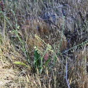 Hackelia suaveolens at The Pinnacle - 7 Nov 2023 09:39 AM