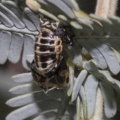 Harmonia conformis at Bruce Ridge to Gossan Hill - 30 Oct 2023