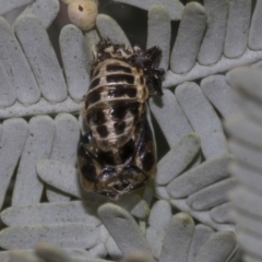 Harmonia conformis at Bruce Ridge to Gossan Hill - 30 Oct 2023