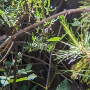 Acanthorhynchus tenuirostris at Carabost, NSW - 10 Nov 2023