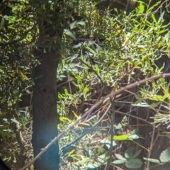 Acanthorhynchus tenuirostris at Carabost, NSW - 10 Nov 2023