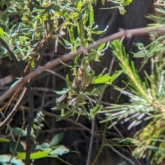 Acanthorhynchus tenuirostris at Carabost, NSW - 10 Nov 2023