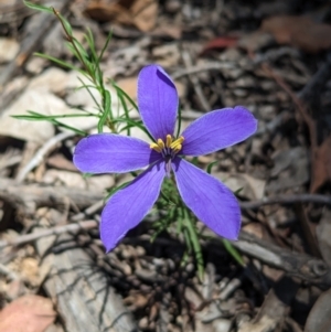Cheiranthera linearis at Rosewood, NSW - suppressed