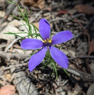 Cheiranthera linearis (Finger Flower) at Rosewood, NSW - 10 Nov 2023 by Darcy