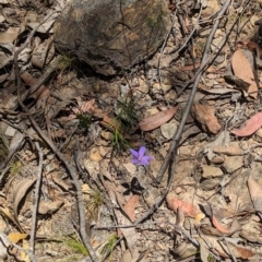 Cheiranthera linearis at Rosewood, NSW - suppressed