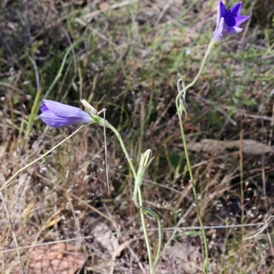 Wahlenbergia stricta subsp. stricta (Tall Bluebell) at The Pinnacle - 7 Nov 2023 by sangio7