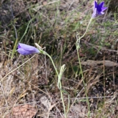 Wahlenbergia stricta subsp. stricta (Tall Bluebell) at Belconnen, ACT - 6 Nov 2023 by sangio7
