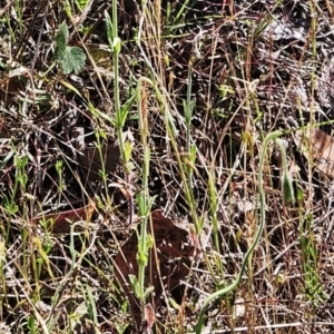 Wahlenbergia stricta subsp. stricta at The Pinnacle - 7 Nov 2023 09:48 AM